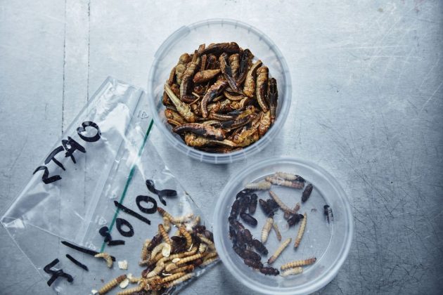 IKEA研發未來超級食物 肉丸可能變蟲子做的？