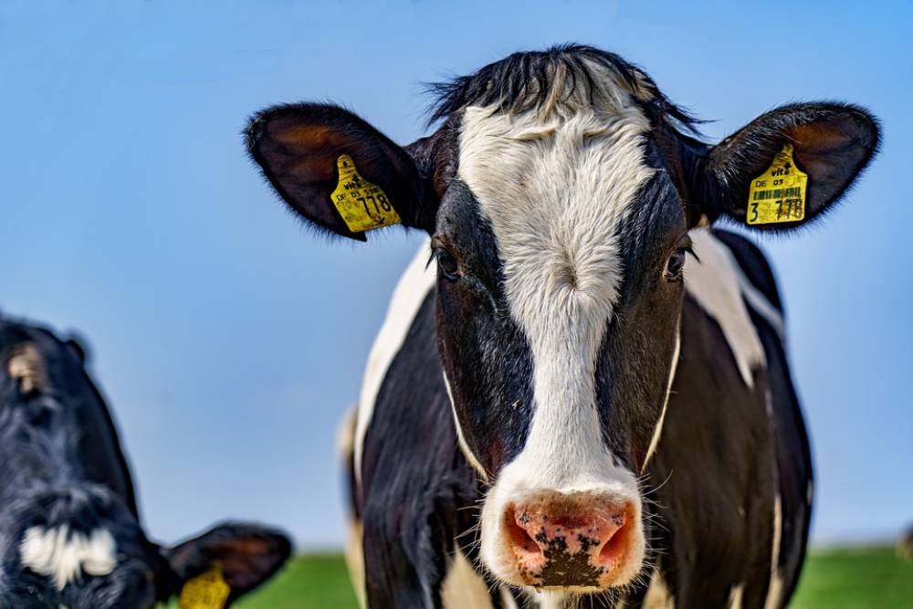動物的網路比你快！智慧監控英國乳牛搶先體驗5G