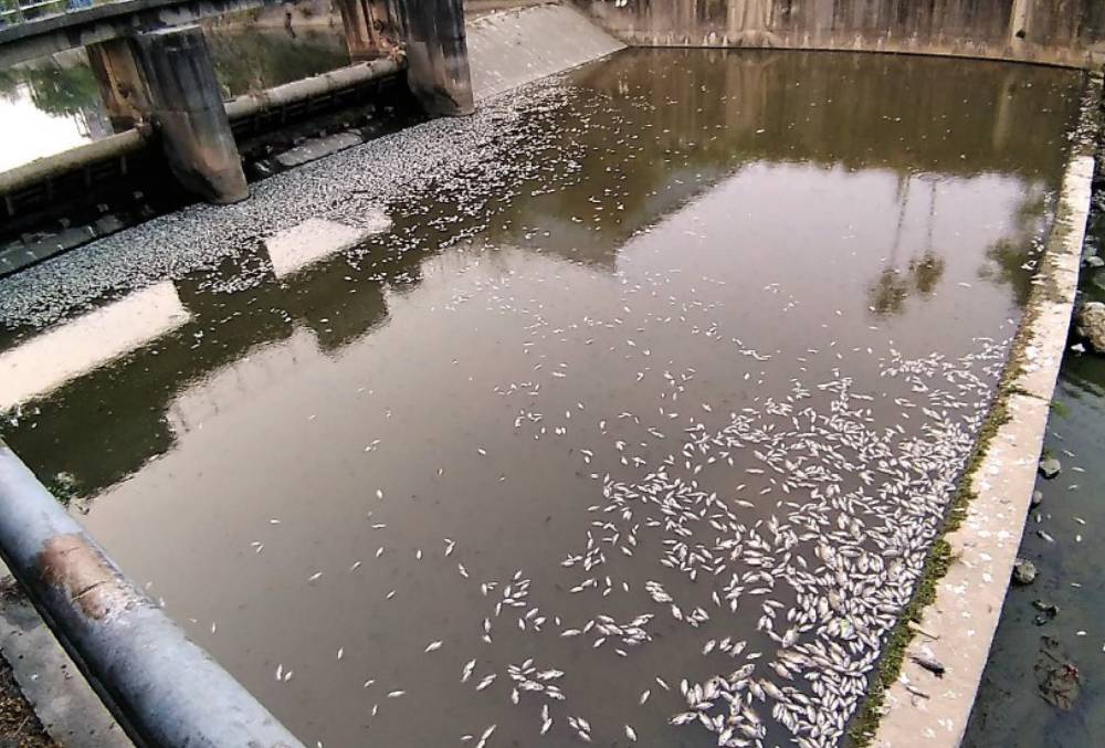 台中筏子溪昨日斷流 今日出現一大堆死魚