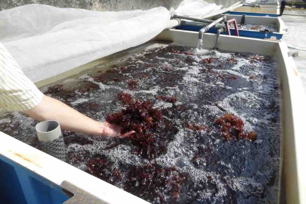 用天然氣冷能養海藻！中油綠能科技研究所獲國家新創獎 11