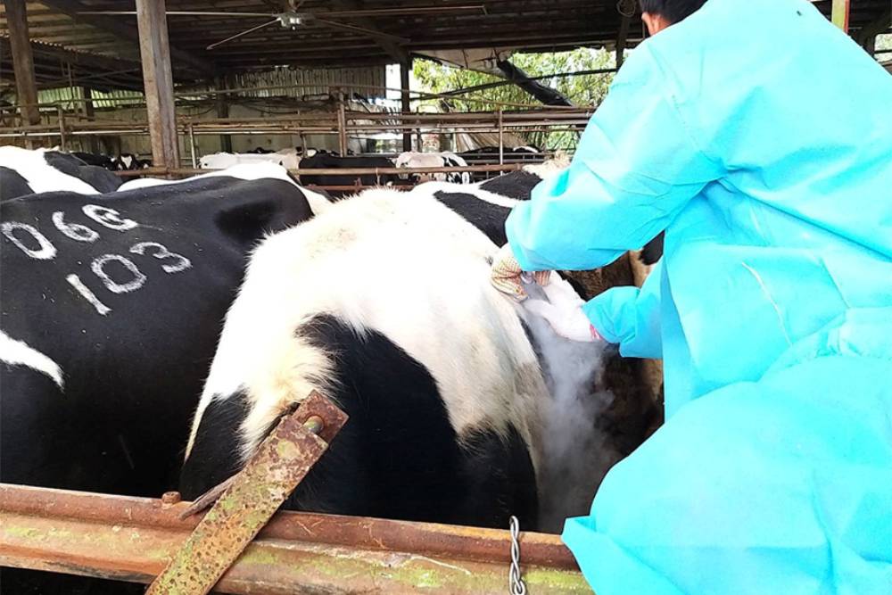 乳牛也有專屬身份證 冷烙防疫健康全登錄