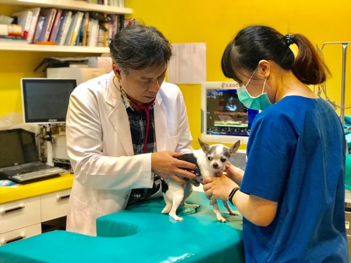 毛孩「心」事危機！小型犬患病率高達7成 寵物保健很重要 5