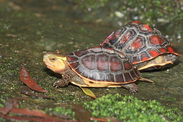 台灣原生食蛇龜 遭聯合國點名盜獵情況嚴重