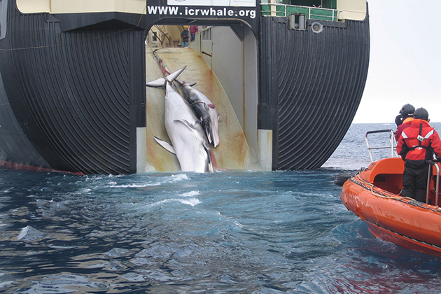 不顧國際法庭禁令 日本續於南極「科學捕鯨」