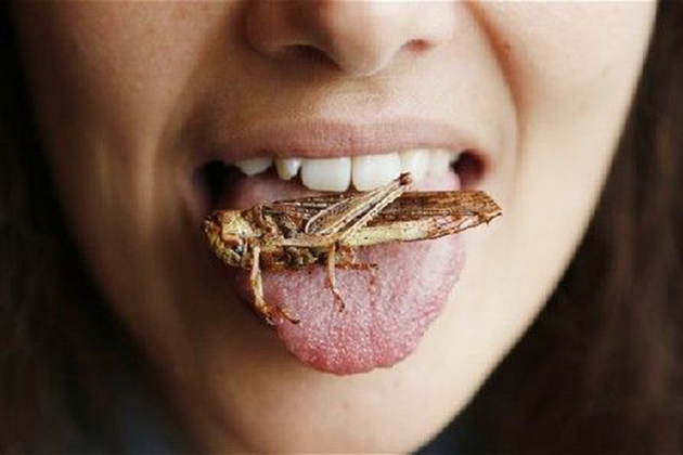 吃蟲救地球！歐盟列昆蟲為合法食物