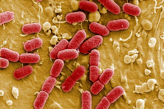 歐盟警告：超級細菌抗藥性增！恐危害人畜