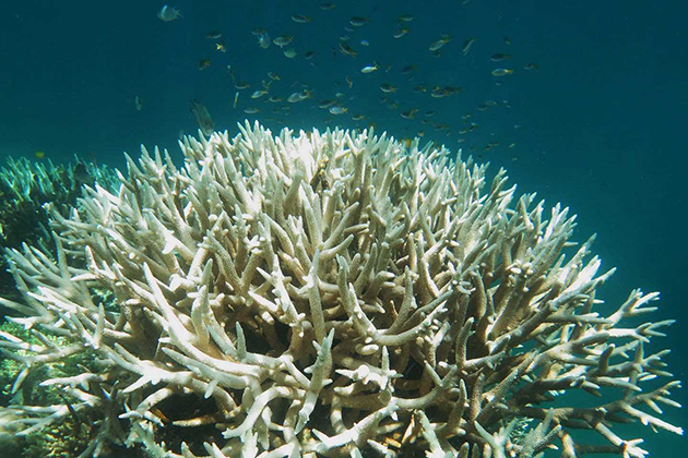 「史無前例」的大堡礁，科學家對最新珊瑚白化數據絕望