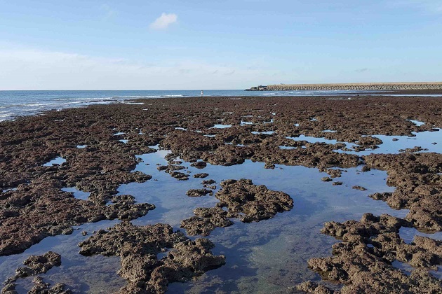 保護千年藻礁！環團籲撤觀塘工業區環評處分
