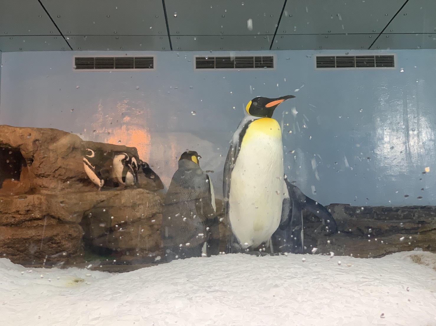 【有影】全台最美水族館開箱！Xpark打造五感沈浸式體驗 帶你穿梭絕美海底世界 23