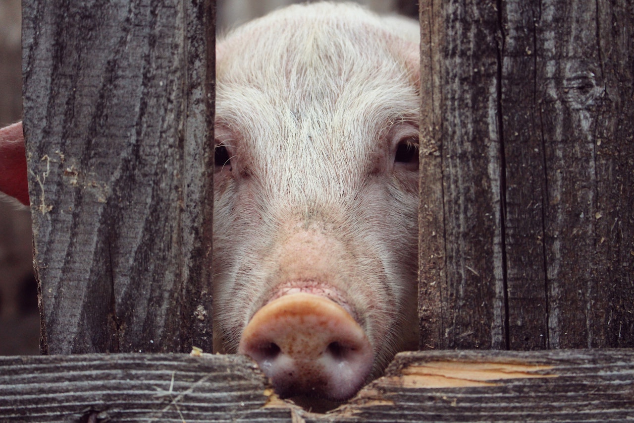 影片曝「豬餵瘦肉精副作用」被防檢局稱造成恐慌 藍營怒：獨裁政府才封鎖消息！