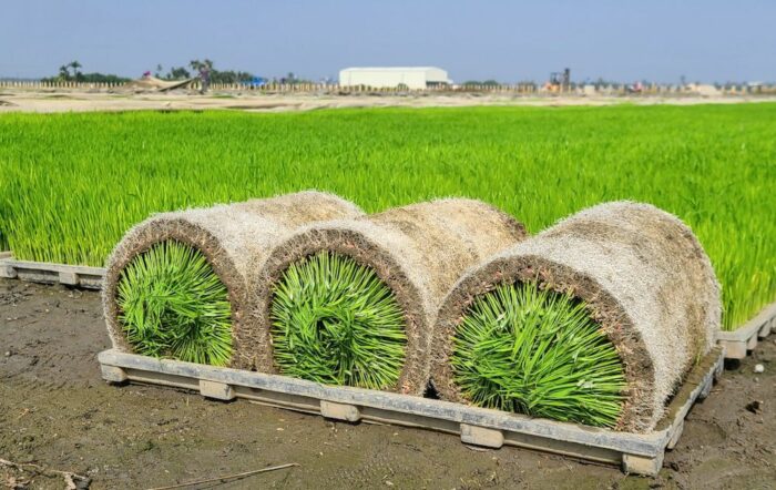 【With Video】Combination of Innovative Agricultural Technology and Unaltered Rice Seeds—Shennong Award Recipient Lin Qingyuan's Testimony to Taiwan's "Formula for Success" in Rice Production 15