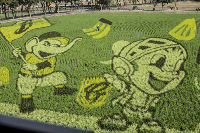 【With Video】Combination of Innovative Agricultural Technology and Unaltered Rice Seeds—Shennong Award Recipient Lin Qingyuan's Testimony to Taiwan's "Formula for Success" in Rice Production 13