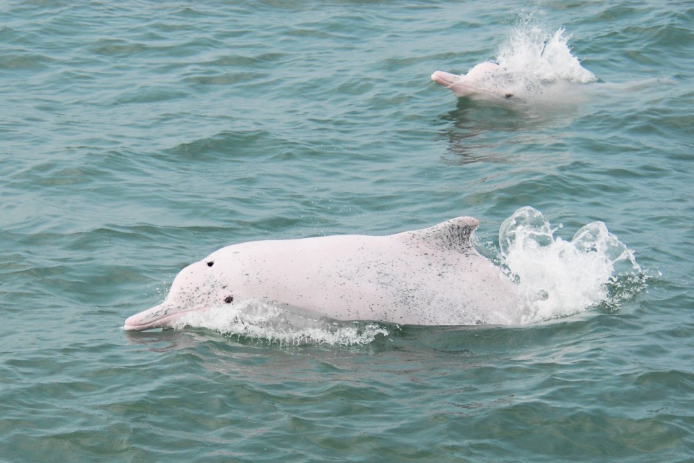 「媽祖魚」台灣白海豚剩32隻 保育績效不彰 監委申請自動調查