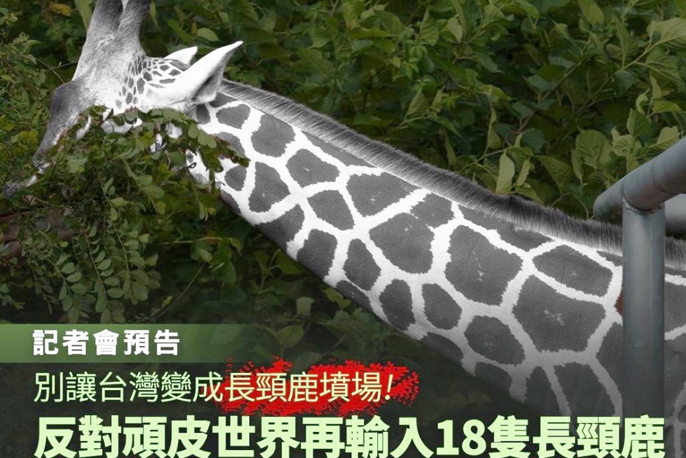 台灣恐成長頸鹿墳場 立委反對頑皮世界引進18隻長頸鹿及野生動物