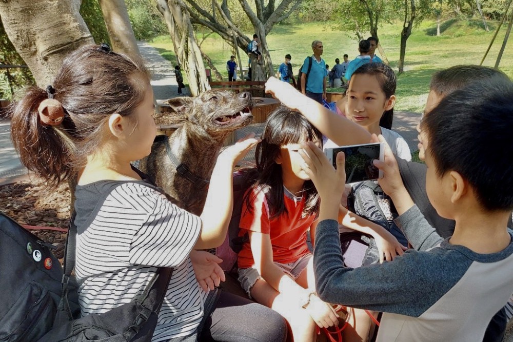 浪浪變校犬／校園找回人與動物原有溫度 全國校犬比賽獲獎名單公佈 13