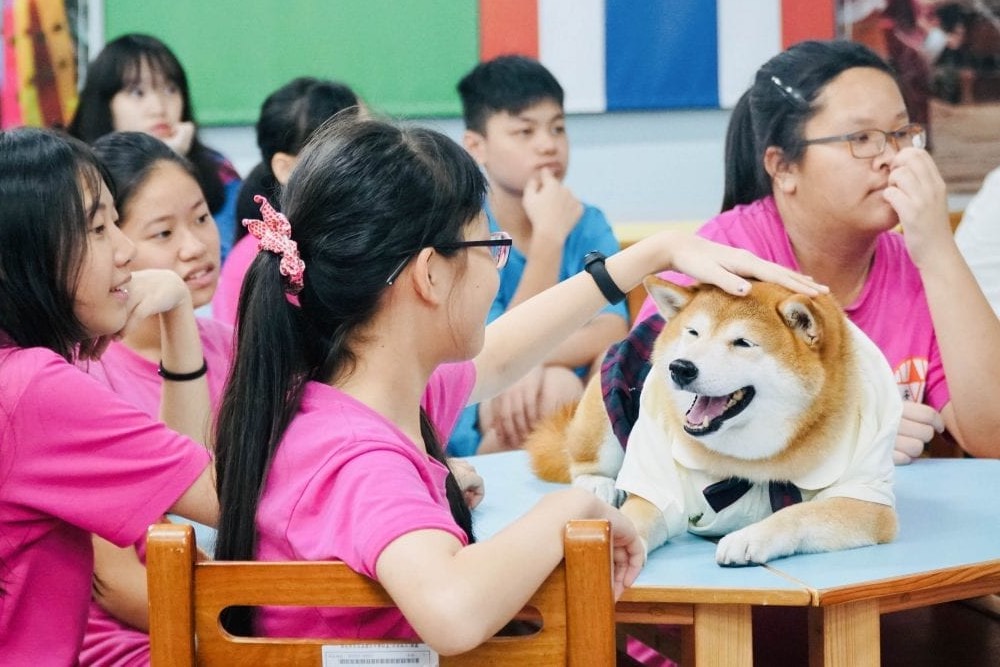 浪浪變校犬／校園找回人與動物原有溫度 全國校犬比賽獲獎名單公佈 17