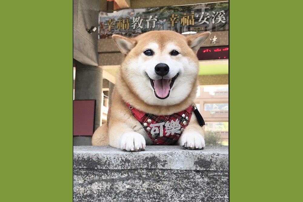 浪浪變校犬／校園找回人與動物原有溫度 全國校犬比賽獲獎名單公佈 15