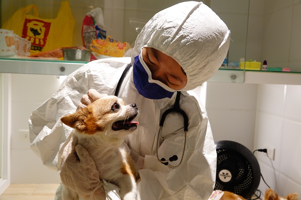 飼主確診隔離檢疫　新北安置逾70寵物獸醫定期檢診