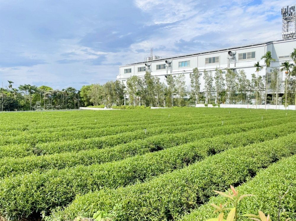 想淘茶金　業者幫忙比價新北坪林150萬當茶園小農