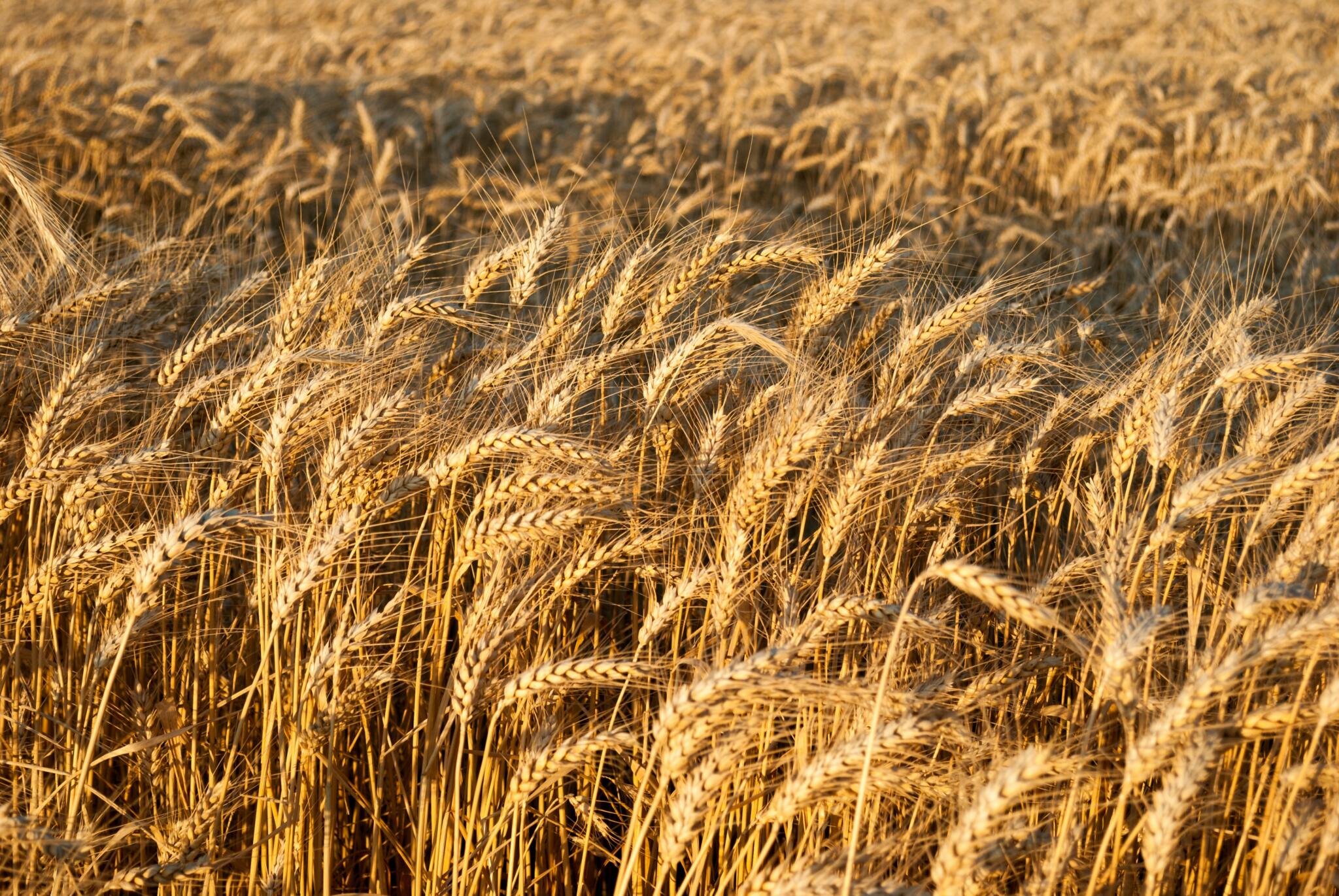 俄烏戰爭恐引爆小麥價格飆升 這個國家將受創最深