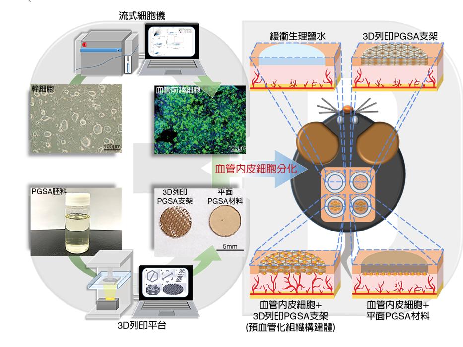 器官移植曙光！幹細胞結合3D列印技術 打造預血管化組織 5