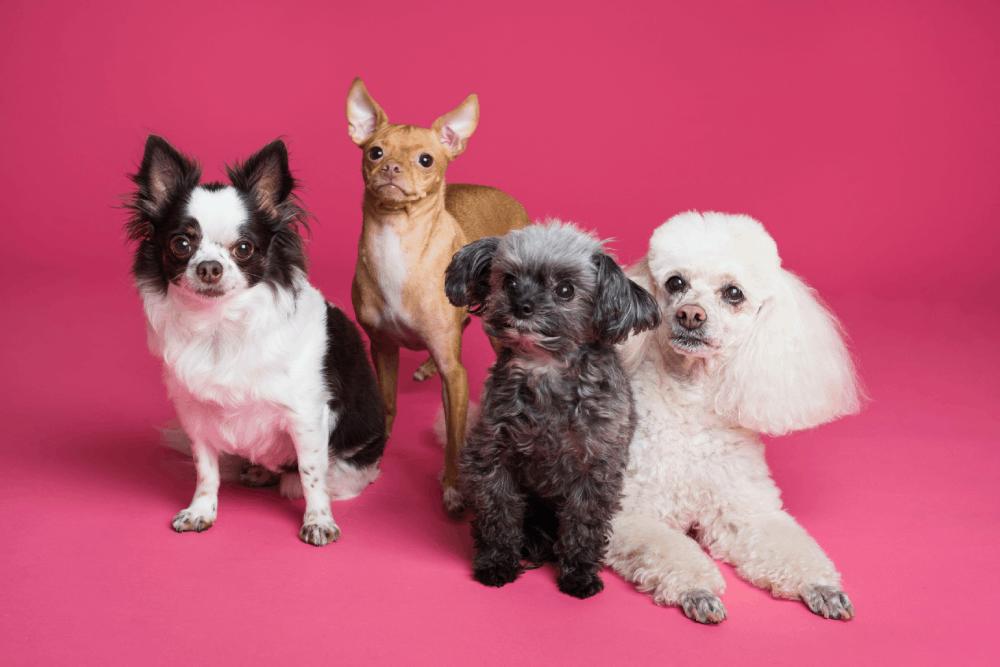 百狗死因不明 動保團體揭苗栗縣收容所動物慘狀 匯流新聞網