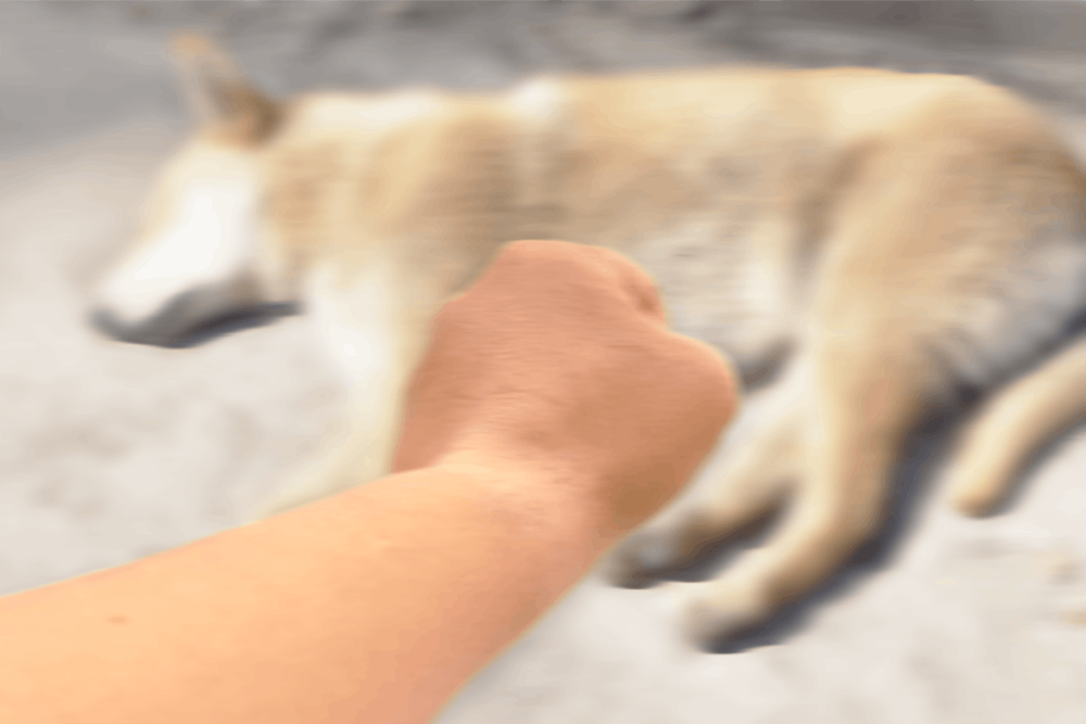 百狗死因不明 動保團體揭苗栗縣收容所動物慘狀 匯流新聞網