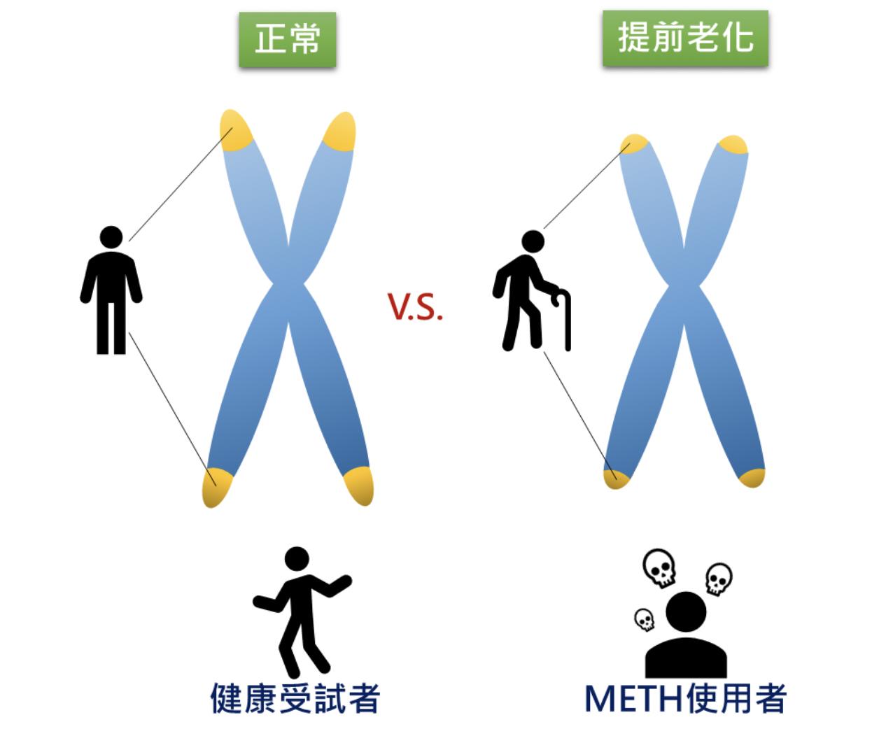 吸毒老得快！新證據曝光 國衛院證實「濫用安非他命」加速衰老 5