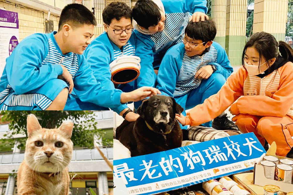 全國校園犬貓曁社團調查公布結果 動督盟：台北市表現最亮眼