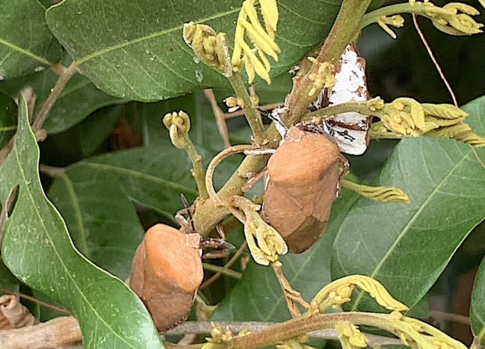 以天敵防治荔枝椿象  中市釋放40萬隻平腹小蜂 5