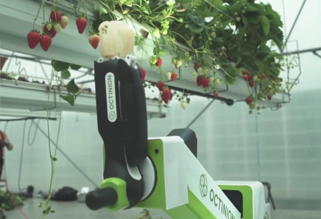科技世代的耕種好幫手！機器人現身農田 能判斷成熟度、還能幫採草莓