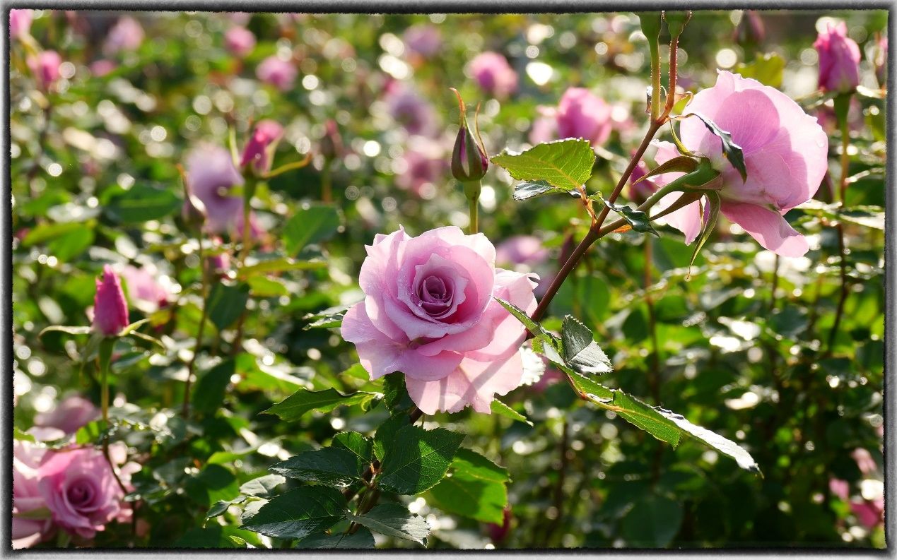 六大展區、超過800品種 台北玫瑰展唯美登場