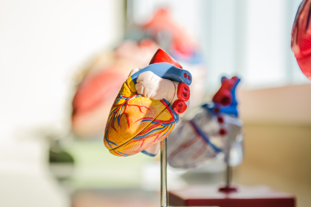 【王啟儒專欄】心臟的形狀可能與心肌疾病有關  越圓心臟病風險越高