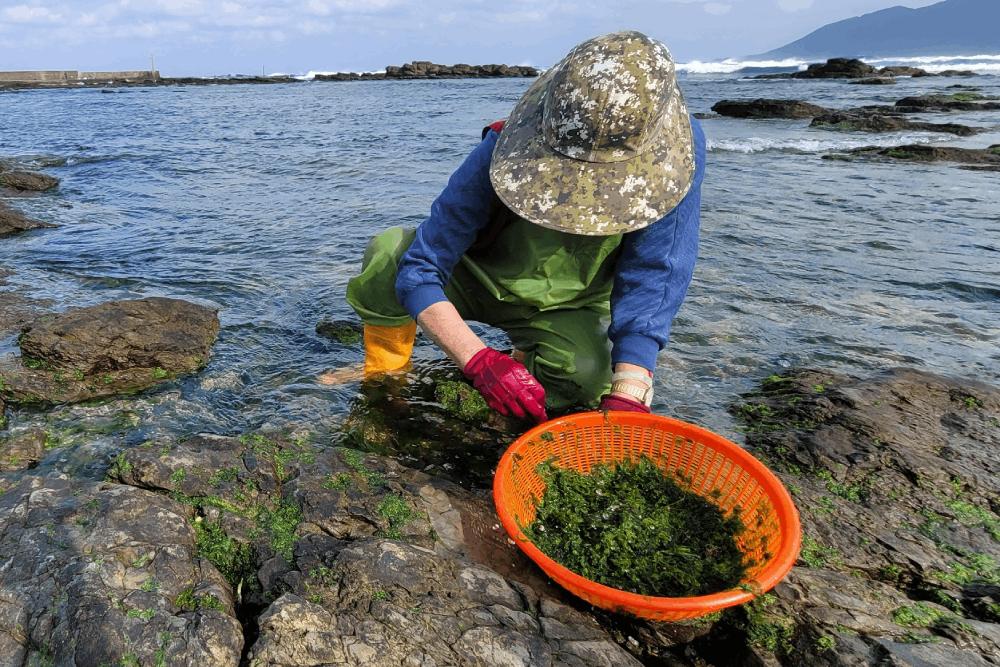 快來嚐鮮吧！東北角海岸鵝仔菜美味又營養 9