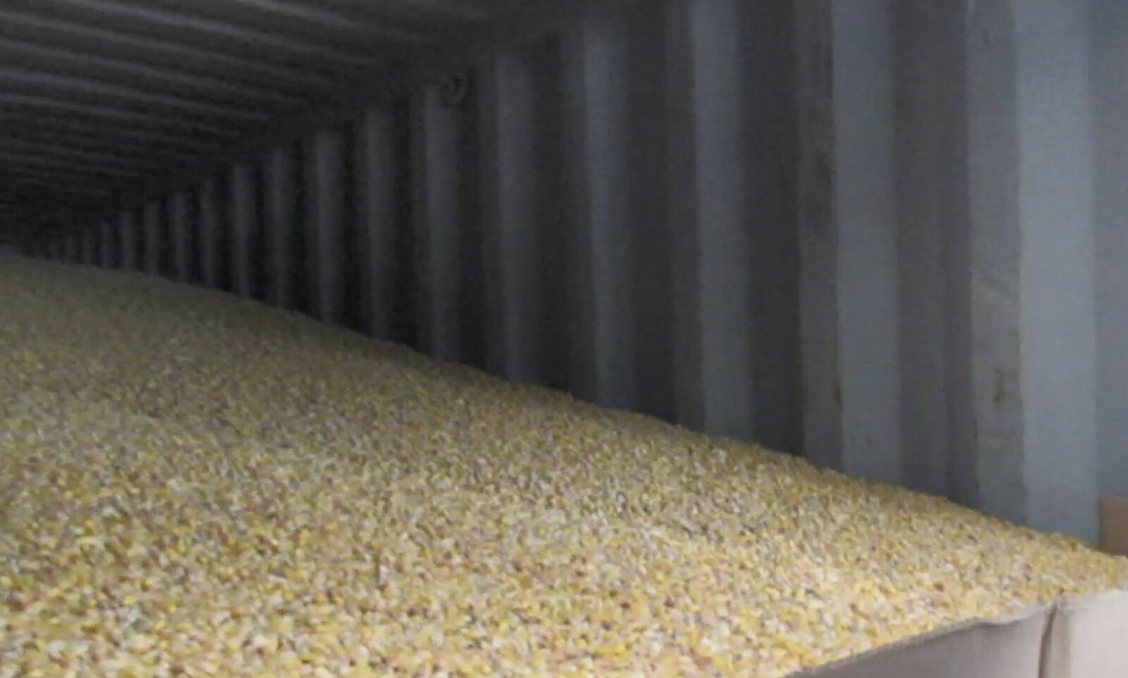 銷台美國玉米檢出「嘔吐毒素」！下肚狂吐還傷肝   食藥署扣住50萬公斤