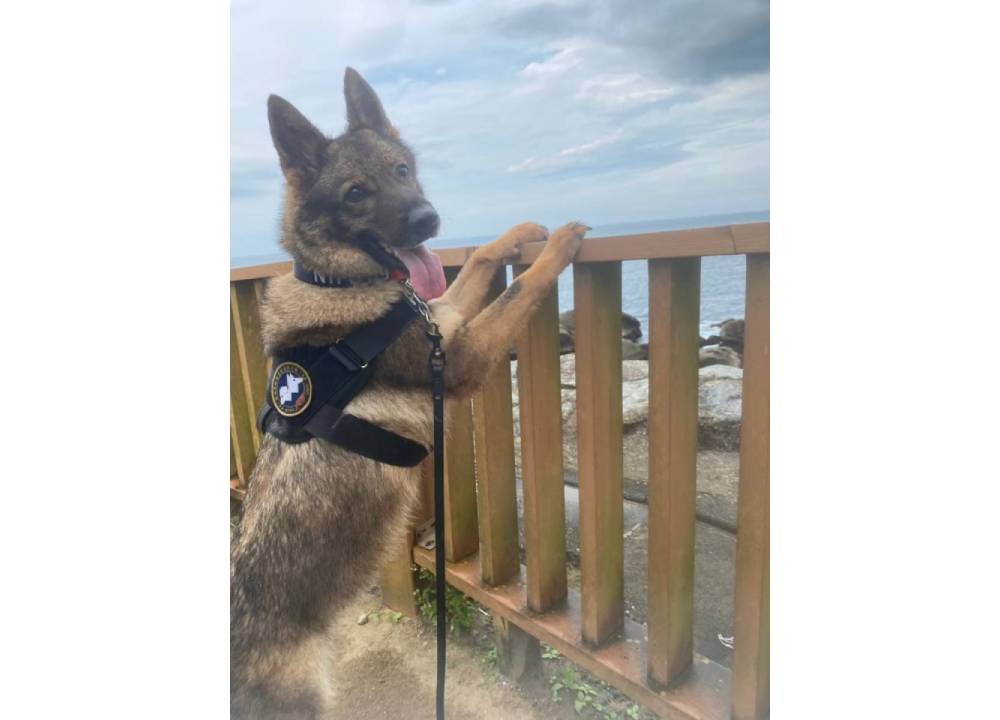 新北退役警犬有家了　4領養人簽約要讓狗狗幸福終老 175