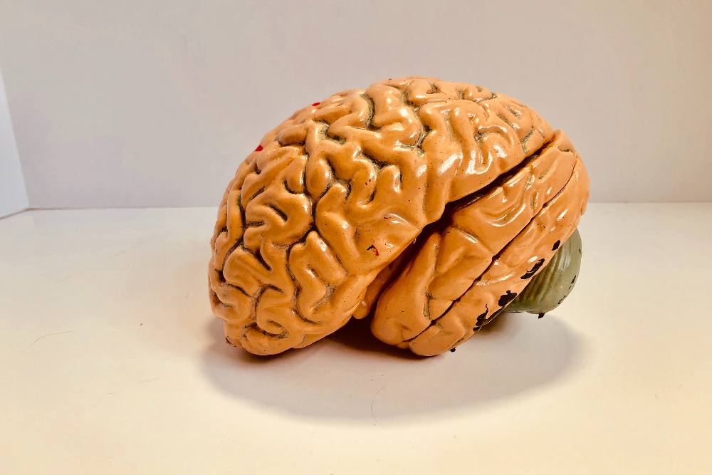 【王啟儒專欄】澳研究：大腦的形狀影響人類的思維