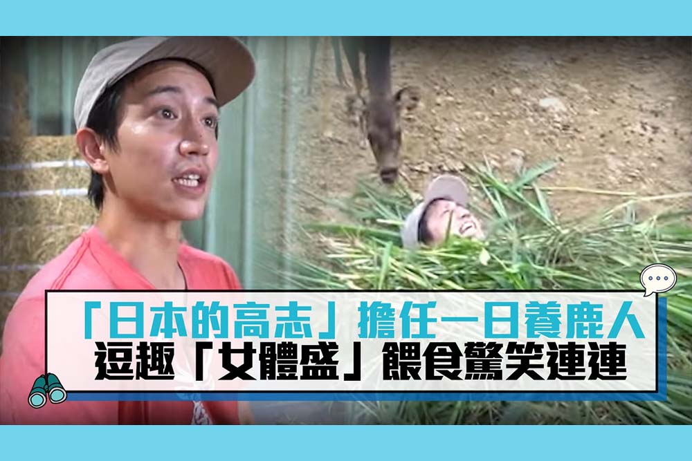【CNEWS】「日本的高志」擔任一日養鹿人 逗趣「女體盛」餵食驚笑連連