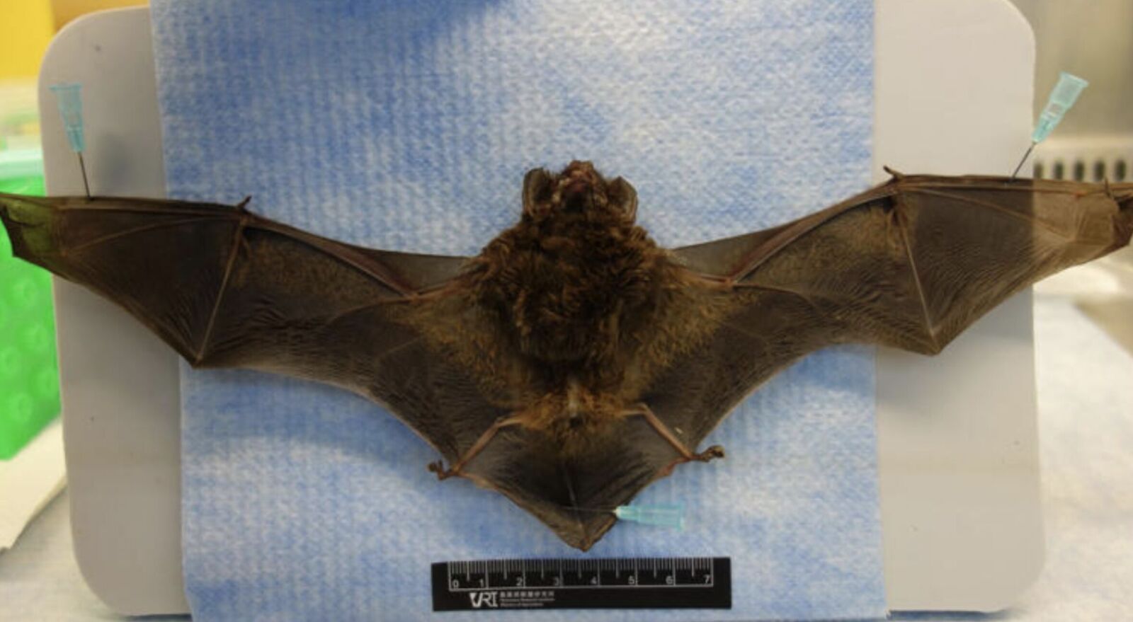 中和「蝙蝠」驗出病毒   跟狂犬病一樣凶！疾管署：還有3種動物碰不得