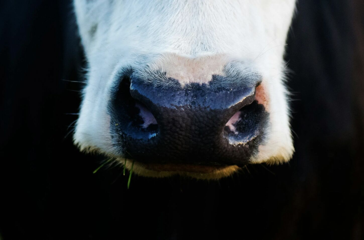 全球首例乳牛染禽流感   美國牛乳驗到病毒！專家點名「這一類奶」別喝