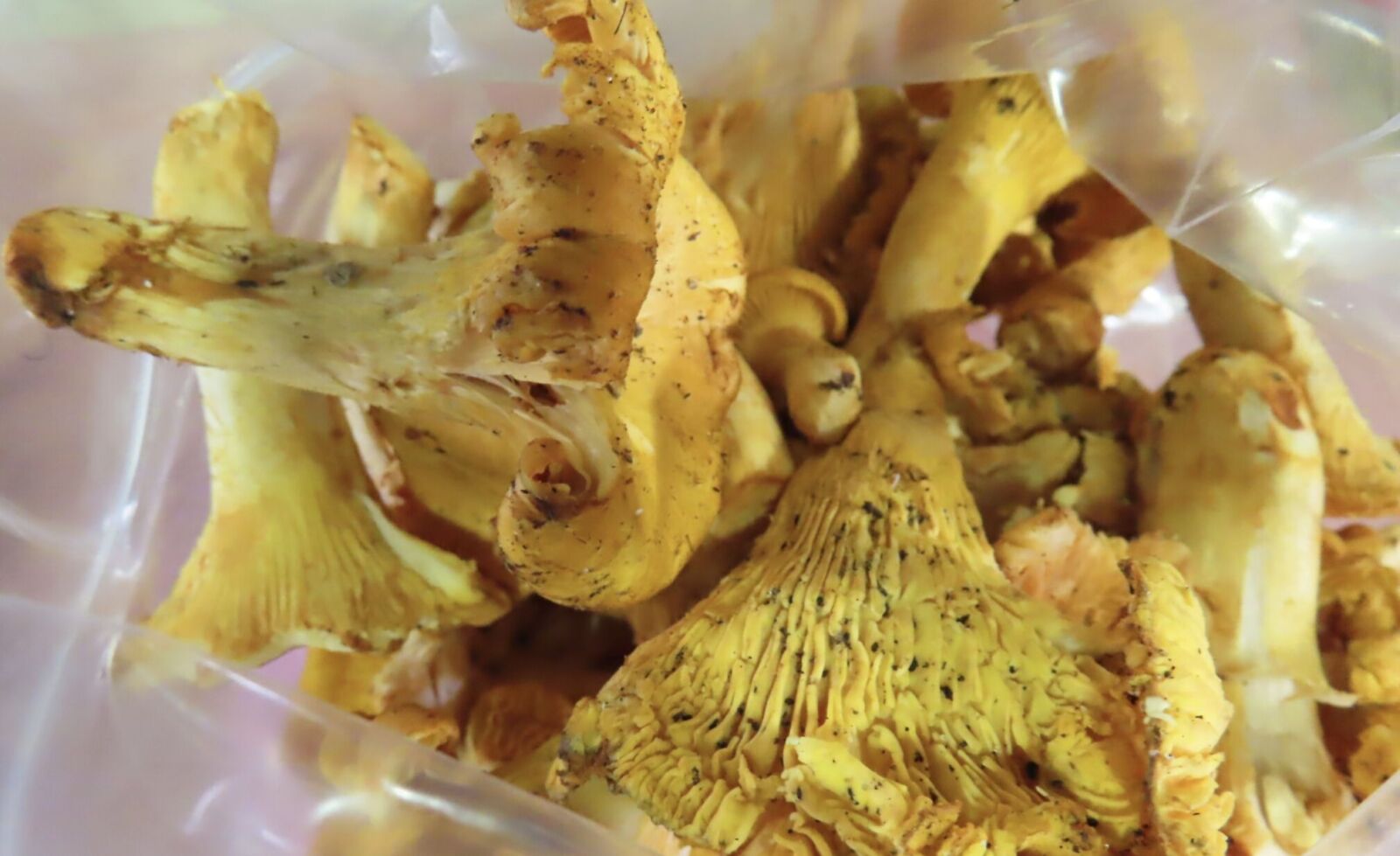 食藥署檢出輻射食品！ 聯馥食品進口立陶宛「黃蘑菇」遭汙染 9