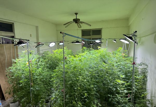 全國檢警同步掃麻　逮313人扣4.5公斤大麻 9