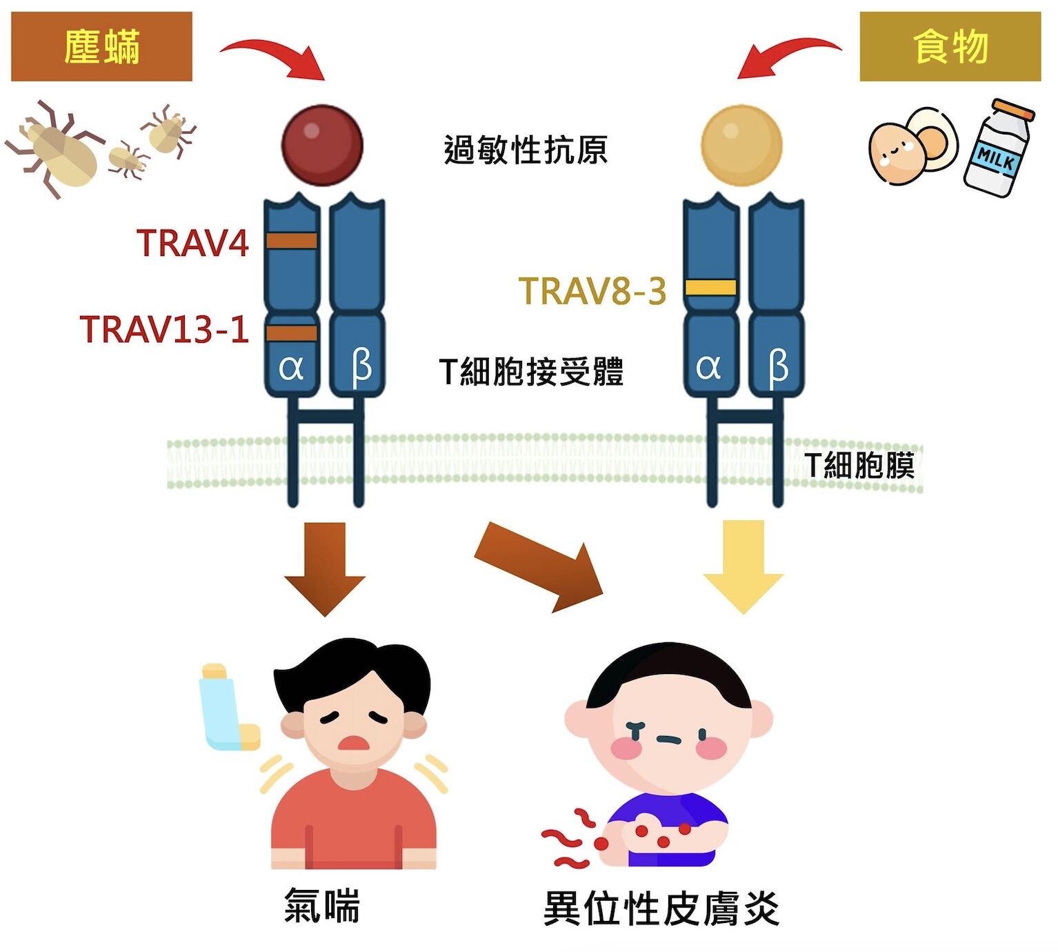 一碰塵蟎就氣喘、異位性皮膚炎？ 林口長庚研究破解「兒童過敏」基因密碼 83