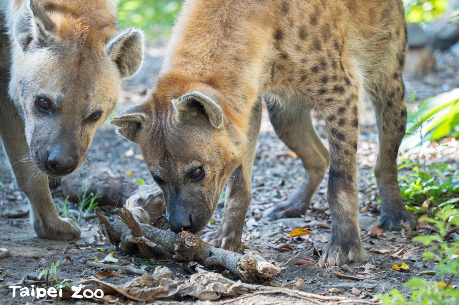 遊客擅闖動物圍欄餵食鬣狗　 動物園：將嚴格依法究辦 5