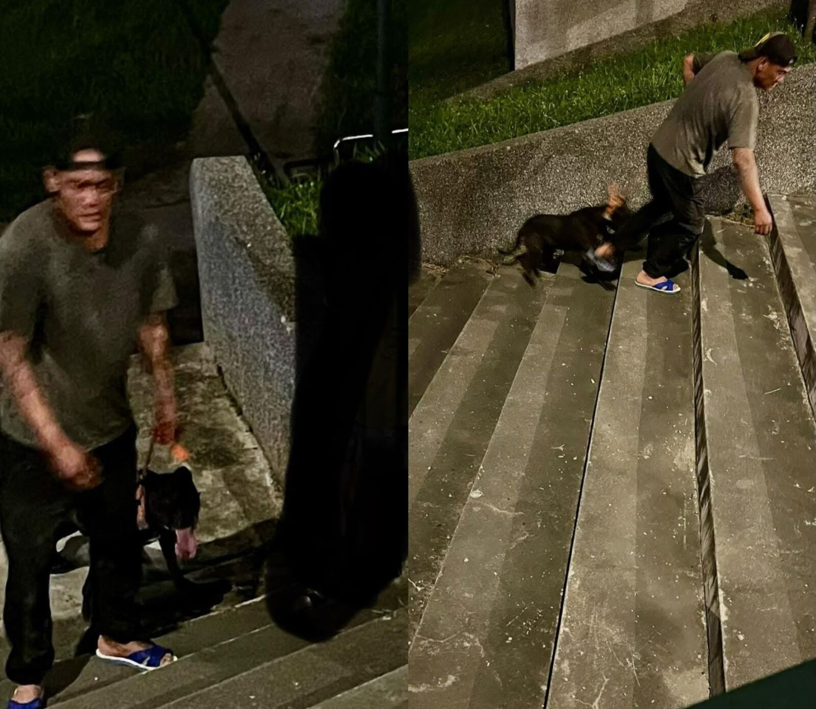 又是比特犬!撕咬貴賓狗害臟器外露慘死 民眾驚「攻擊小孩怎麼辦?」 又是比特犬!撕咬貴賓狗害臟器外露慘死 民眾驚「攻擊小孩怎麼辦?」