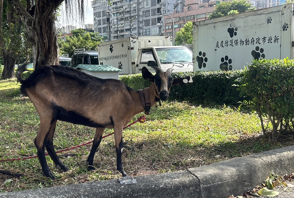 山羊走失流落新北海邊 動保處媒合山間牧場落腳 山羊走失流落新北海邊 動保處媒合山間牧場落腳
