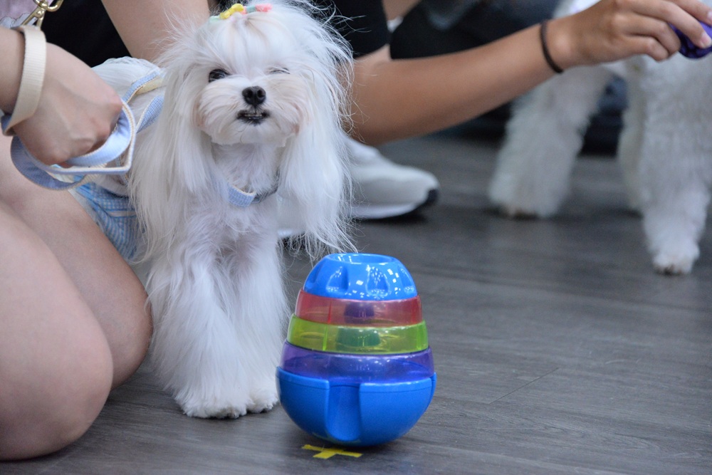 寵物安全玩具 99狗狗節前夕守護毛寶貝身心健康 4 cnews204250908a08