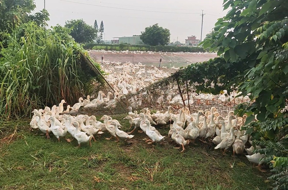 白鴨大逃亡 警趕鴨迅速抓另類逃犯回籠 白鴨大逃亡 警趕鴨迅速抓另類逃犯回籠