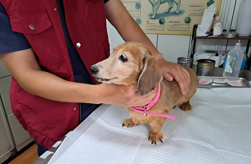 9月29日世界心臟日 5成流浪毛寶貝有心血管疾病 9月29日世界心臟日 5成流浪毛寶貝有心血管疾病