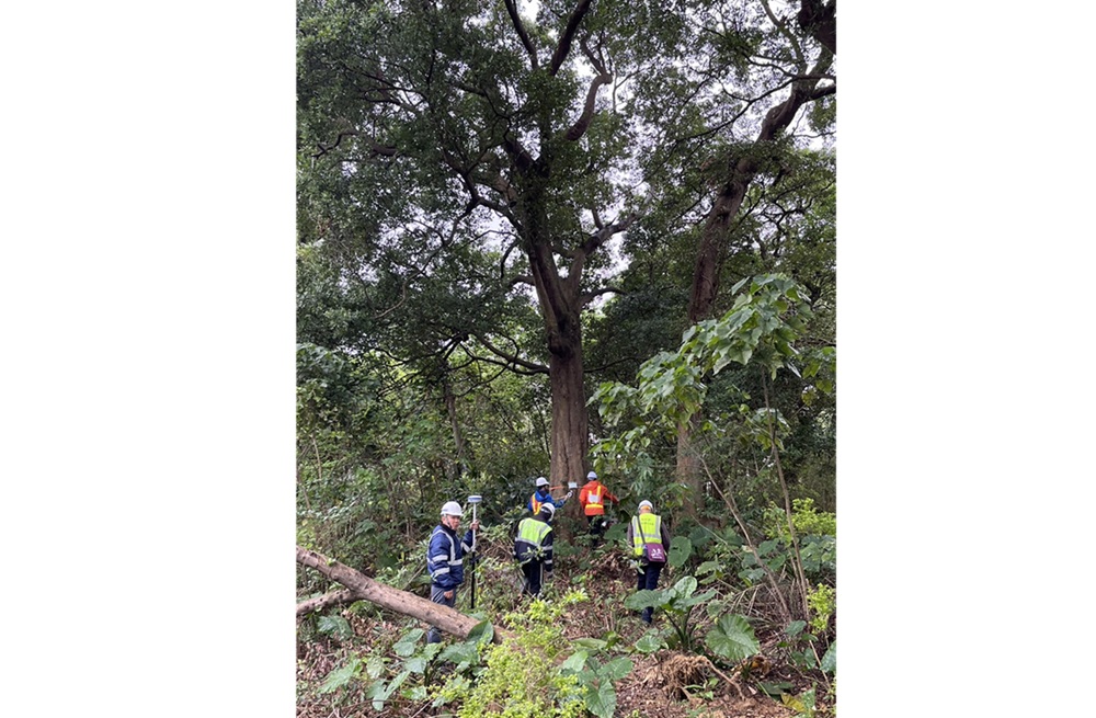 新北土城司法園區開發 5株珍貴樹木將第一次斷養根作業 新北土城司法園區開發 5株珍貴樹木將第一次斷養根作業